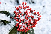 SKIMMIA JAPONICA SUBSP. REEVESIANA