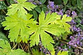 GERANIUM ANNA FOLKARD