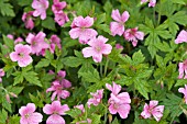 GERANIUM OXONIANUM