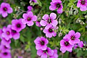 GERANIUM PSILOSTEMON