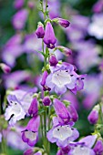 PENSTEMON ALICE HINDLEY