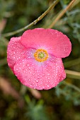 PAPAVER RHOEAS,  WILD POPPY AFTER THE RAIN