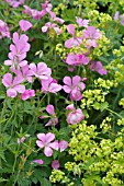 GERANIUM AND ALCHEMILLA MOLLIS IN ASSOCIATION