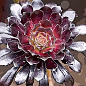 AEONIUM ARBOREUM ZWARTKOP, MANIPULATED