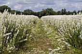 CONFETTI FIELDS, WICK, WORCESTERSHIRE, JULY