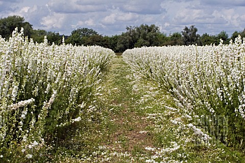 CONFETTI_FIELDS_WICK_WORCESTERSHIRE_JULY