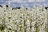 CONFETTI FIELDS, WICK, WORCESTERSHIRE, JULY