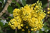 MAHONIA AQUIFOLIUM APOLLO FLOWERS