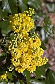 MAHONIA AQUIFOLIUM APOLLO FLOWERS WITH LADYBIRD