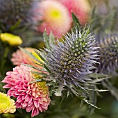 ERYNGIUM AND DAHLIA IN ASSOCIATION