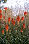 KNIPHOFIA ROOPERI