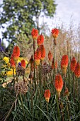 KNIPHOFIA ROOPERI