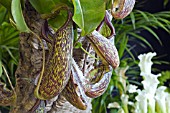 NEPENTHES MAXIMA, MONKEY CUP