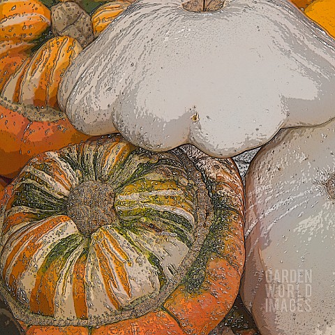 SQUASHES_WHITE_SCALLOP_AND_TURKS_CAP_MANIPULATED