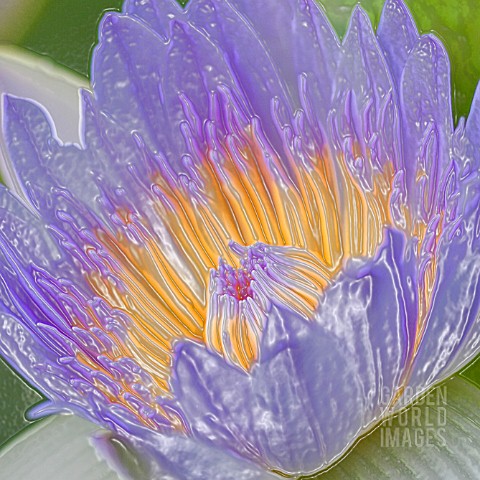 NYMPHAEA_CAPENSIS_WATER_LILY_MANIPULATED