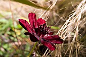 COSMOS ATROSANGUINEUS,