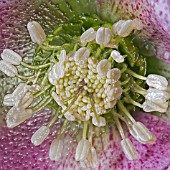 CLOSE UP OF HELLEBORUS X ASHWOOD HYBRID, MANIPULATED