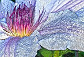 CLEMATIS, MANIPULATED