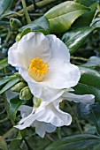 CAMELLIA WILLIAMSSII FRANCES HANGER