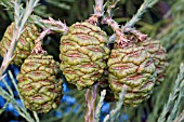 SEQUOIADENDRON GIGANTEUM