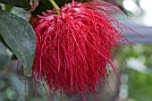 CALLIANDRA HAEMATOCEPHALA