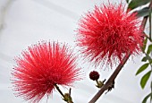 CALLIANDRA HAEMATOCEPHALA