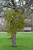 MISTLETOE IN TREE AT OXFORD BOTANICAL GARDENS