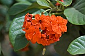 SCARLET CORDIA, GERANIUM TREE