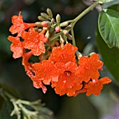 SCARLET CORDIA, GERANIUM TREE