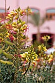 CAESALPINIA GILLESII