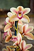 CYMBIDIUM STRATHMORE RAINBOW COOKSBRIDGE SUNSET