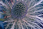 ERYNGIUM OLIVERIANUM, MANIPULATED