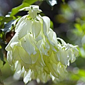 MUSSAENDA PHILILIPPICA AURORAE