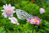 CABBAGE WHITE BUTTERFLY