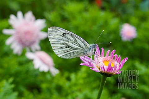 CABBAGE_WHITE_BUTTERFLY