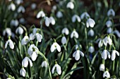 GALANTHUS,  SNOWDROPS