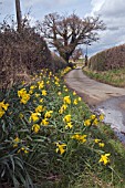 DAFFODILS LINING THE COUNTRY LANE IN SHROPSHIRE