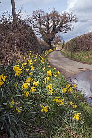 DAFFODILS_LINING_THE_COUNTRY_LANE_IN_SHROPSHIRE