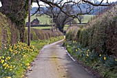 DAFFODILS LINING COUNTRY LANE IN  SHROPSHIRE