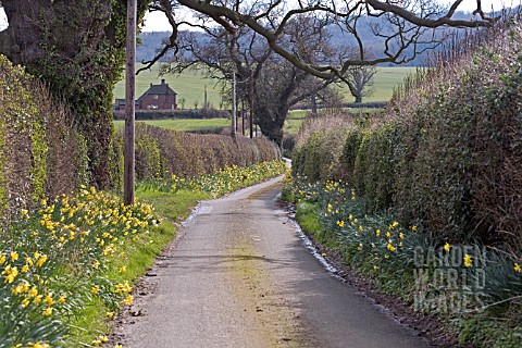 DAFFODILS_LINING_COUNTRY_LANE_IN__SHROPSHIRE