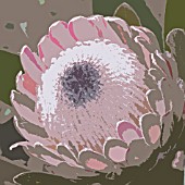 PROTEA CYNAROIDES, KING PROTEA, CAPE ARTICHOKE, MANIPULATED