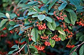 COTONEASTER FRIGIDUS CORNUBIA