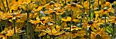 RUDBECKIAS, MANIPULATED, PANORAMIC