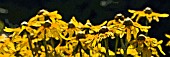 RUDBECKIAS, MANIPULATED, PANORAMIC