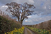 DAFFODILS ON COUNTRY LANE, ACTON BURNELL, SHROPSHIRE