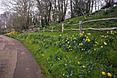 DAFFODILS LINING A COUNTRY LANE, OXFORDSHIRE