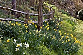 DAFFODILS LINING A COUNTRY LANE