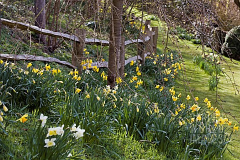 DAFFODILS_LINING_A_COUNTRY_LANE