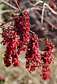 VIBURNUM OPULUS