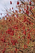 VIBURNUM OPULUS